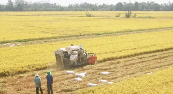 Hiệu quả từ sản xuất liên kết