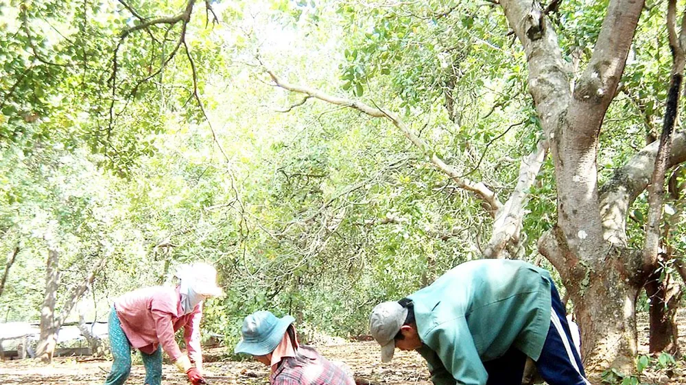 Nhiều hộ dân phải bán điều non để trả lãi suất