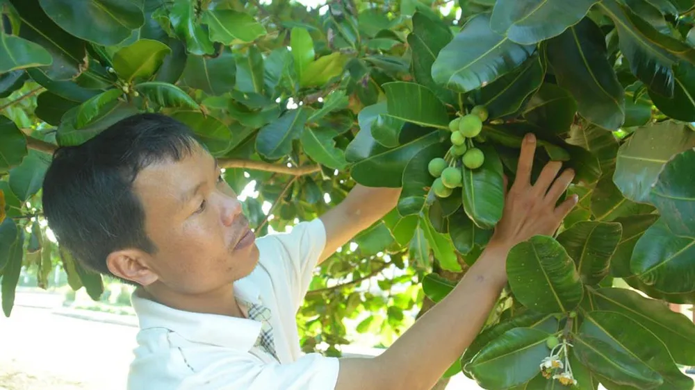 Ươm mầm xanh trên đảo Cồn Cỏ