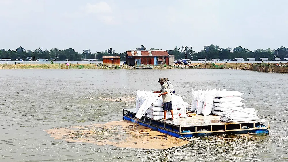 Chuỗi liên kết cá tra đổ vỡ: Đảm bảo quyền lợi cho người nuôi ra sao?