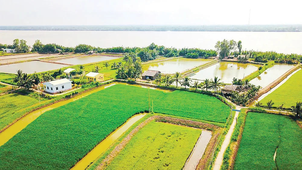 Ngọt ngào Cồn Chim!