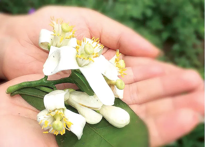 Hoa bưởi