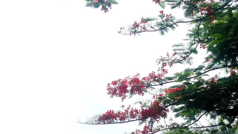 Lời hạ