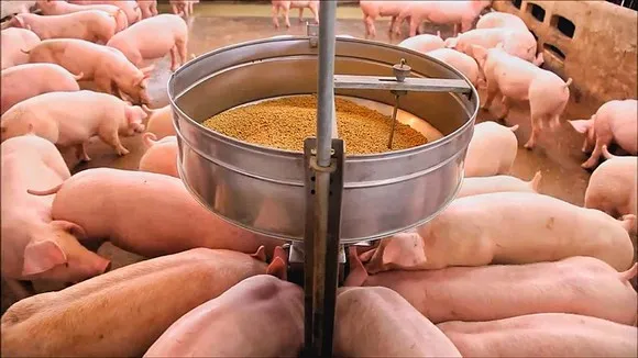 Đầu tư dự án Khu chăn nuôi ứng dụng công nghệ cao