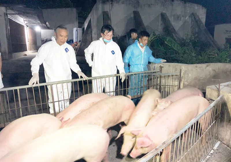 Hỗ trợ nông dân tái đàn để giảm giá heo