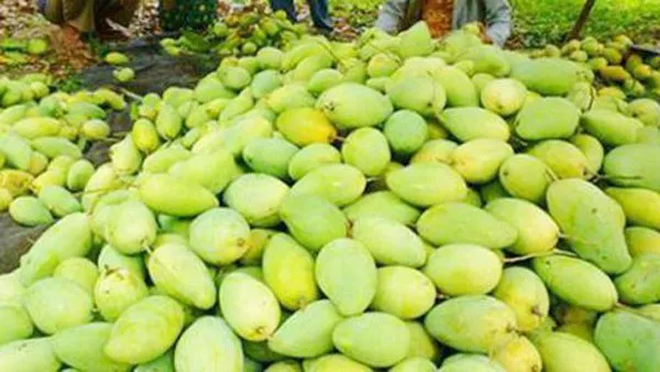 Xoài vẫn được xuất khẩu nếu nằm ngoài mã vùng trồng vi phạm