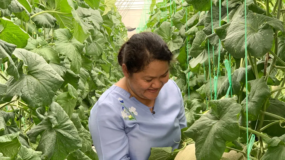Mô hình trồng dưa lưới sạch cho năng suất thu hoạch và giá trị gia tăng cao tại Đông Thạnh, huyện Hóc Môn