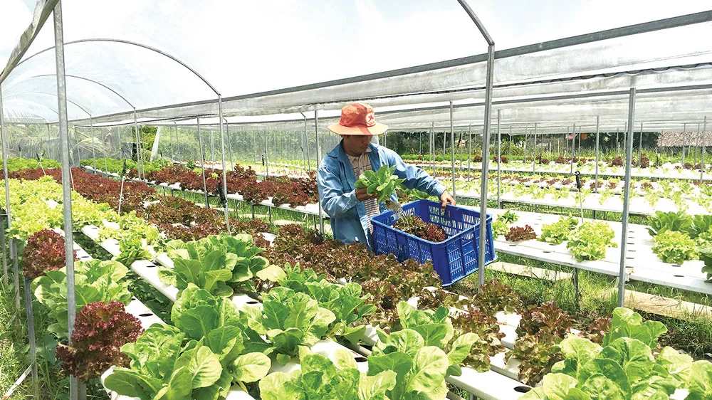 Nhiều nông dân nhờ nguồn vốn vay đã trồng rau thủy canh, tăng chất lượng, đạt hiệu quả kinh tế cao và sử dụng diện tích nhỏ