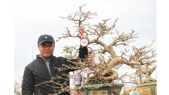 Làng mai An Nhơn, Bình Định thu về 80 tỷ đồng