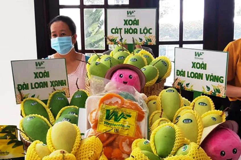 Nhiều diện tích xoài ở Đồng Tháp trồng theo tiêu chuẩn VietGAP có truy xuất nguồn gốc, cấp mã vùng trồng. Ảnh: HUỲNH LỢI