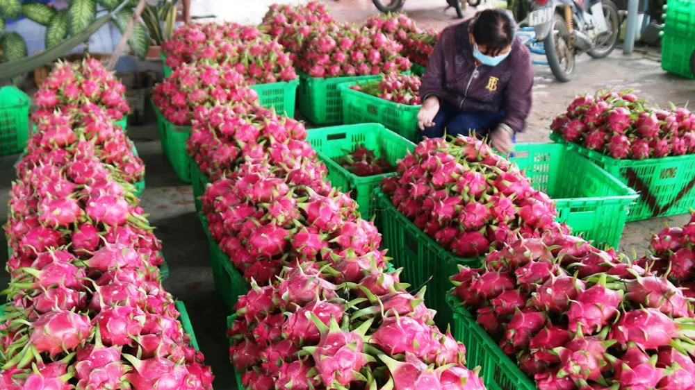 “Thủ phủ thanh long” Bình Thuận rất cần các cơ chế, chính sách để phát triển bền vững. Ảnh: NGUYỄN TIẾN