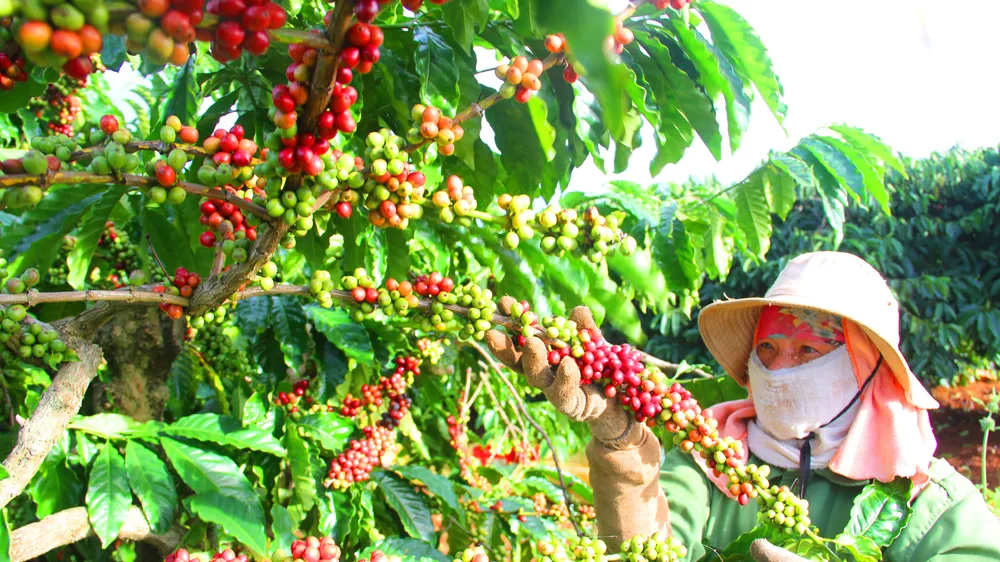Nông dân TP Pleiku thu hoạch cà phê. Ảnh: HỮU PHÚC