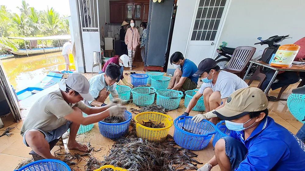 Thu hoạch tôm ở huyện Thới Bình, tỉnh Cà Mau