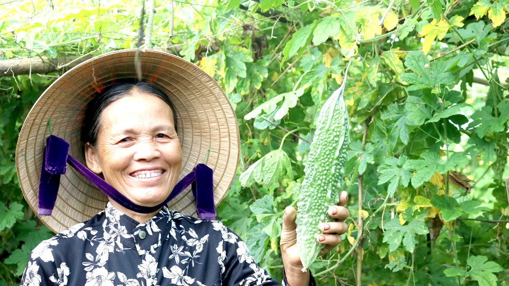 Vườn mướp đắng của HTX Thủy Dương (Thừa Thiên - Huế) phát triển theo mô hình sinh thái, công bằng