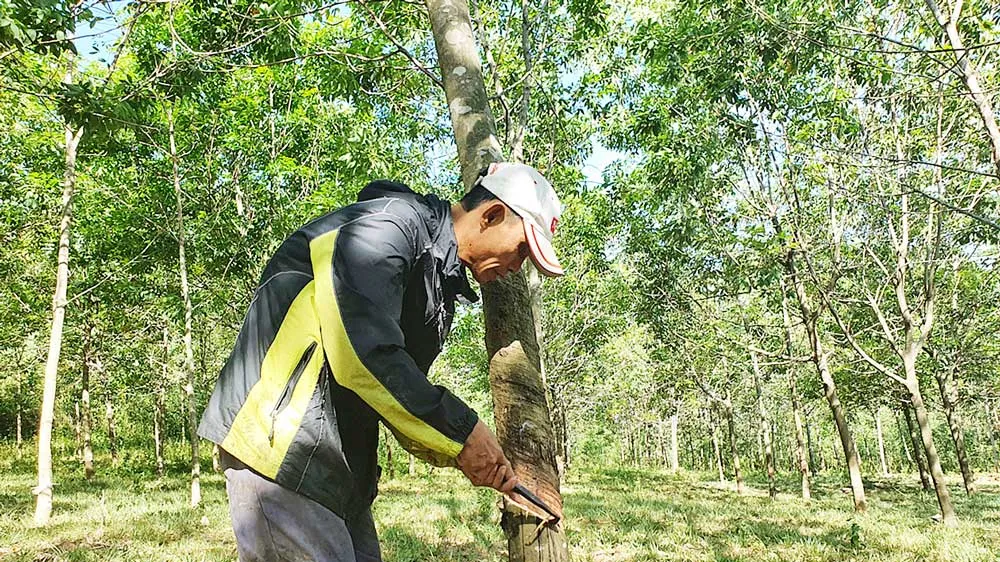 Đoàn viên làng Trường Xuân khai thác mủ cao su