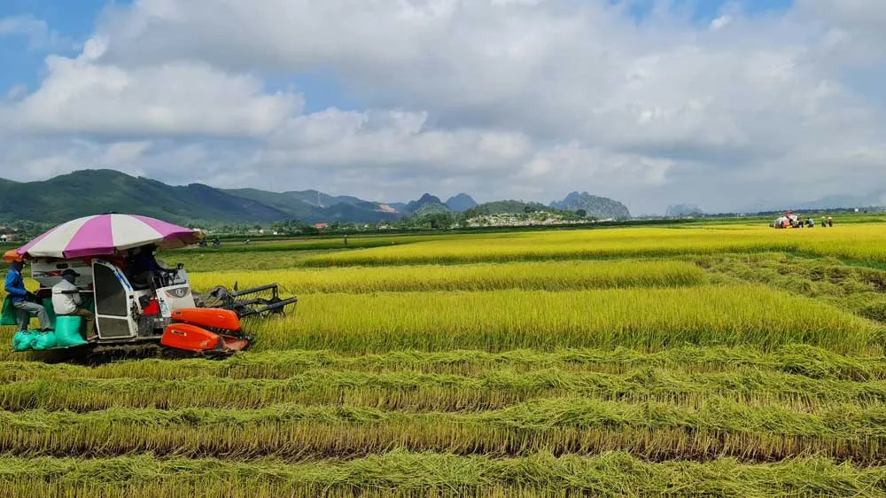 Cánh đồng chưa “bay” - Bài 1: Manh mún, nhỏ lẻ và tự phát