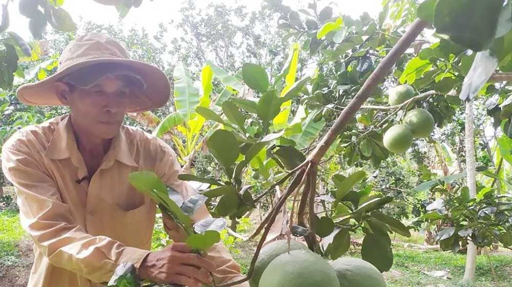 Bưởi da xanh Bến Tre lần đầu tiên được xuất sang thị trường Mỹ. Ảnh: TÍN HUY