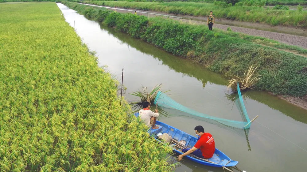 Mô hình lúa hữu cơ kết hợp nuôi tôm càng xanh của HTX Long Hiệp (huyện Trà Cú, tỉnh Trà Vinh) đạt hiệu quả cao. Ảnh: TÍN DI 