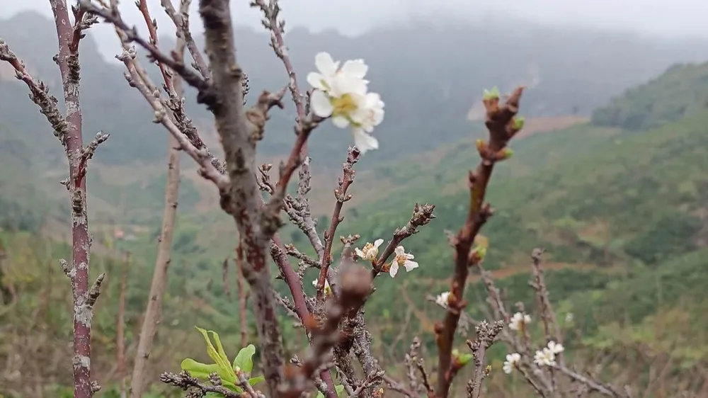 Xuân đến trên những cành “củi khô”