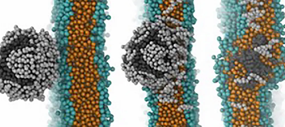Mô hình các phân tử nhựa và cholesterol vượt qua hàng rào máu não. Ảnh: NANOMATERIALS