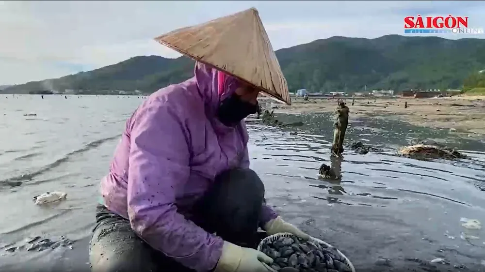 Người dân Đà Nẵng đội nắng, mưu sinh với nghề cào phi
