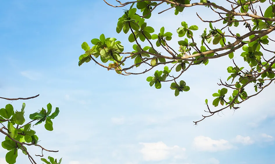 Người qua sông chưa về lại