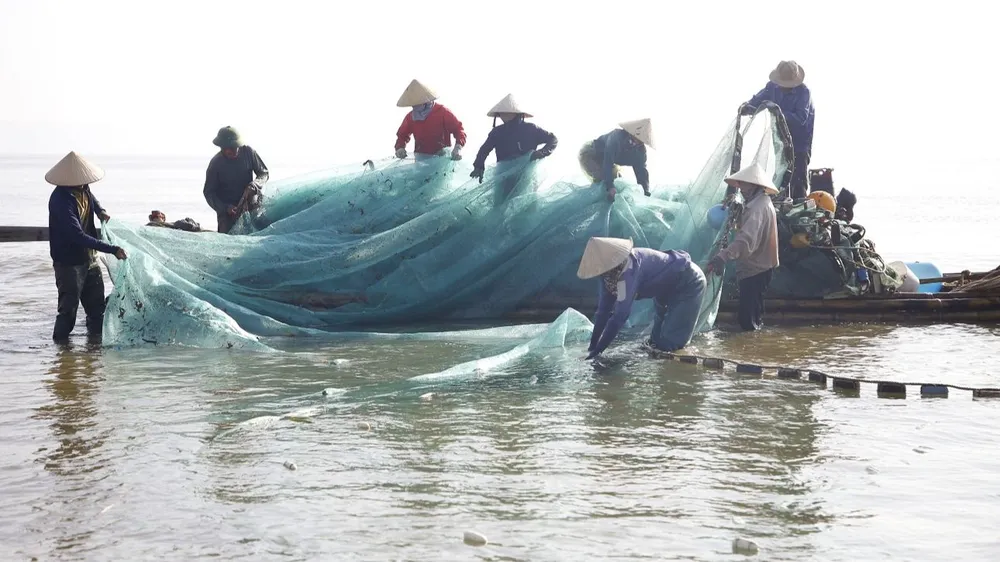Sôi động mùa cá ngảng