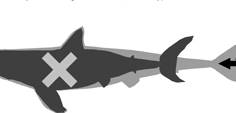 Hình ảnh miêu tả hình dạng cơ thể của Otodus megalodon trước đây (màu đen) và hiện nay (màu xám). Ảnh: CNN