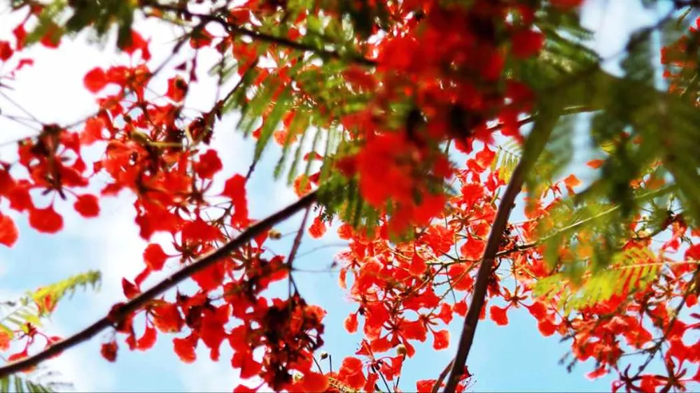 Mối tình đầu
