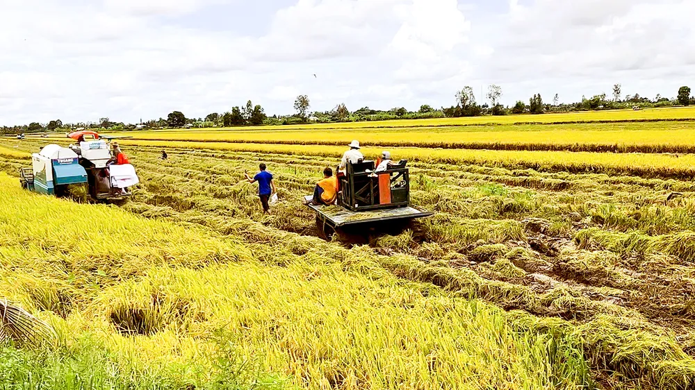 Nông dân Hậu Giang gặp nhiều khó khăn khi thu hoạch lúa bị ngã đổ