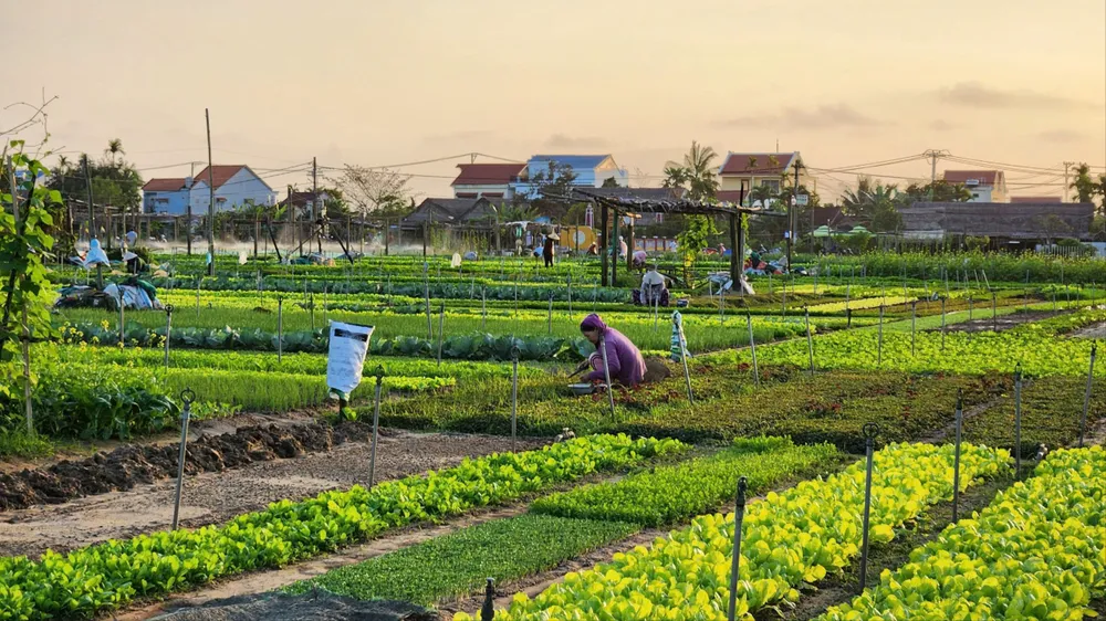 Làng rau Trà Quế được công nhận là Làng du lịch tốt nhất năm 2024