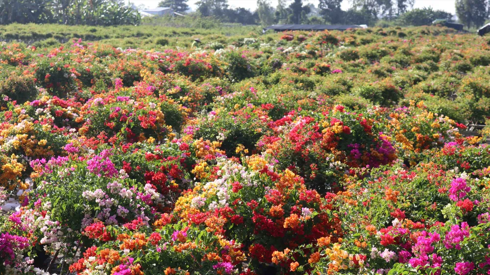"Thủ phủ" hoa giấy miền Tây rực rỡ khoe sắc, nhộn nhịp đón tết