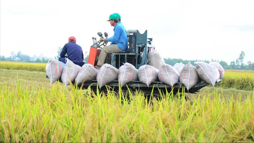 Các chuyên gia thảo luận đề xuất các giải pháp để nâng cao chất lượng hạt gạo Việt Nam 