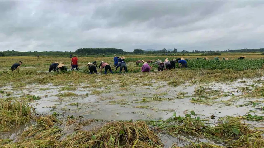 Các đoàn thể, người dân nỗ lực vớt, đẩy cây bèo tây ra khỏi ruộng lúa ở xã Kỳ Phong