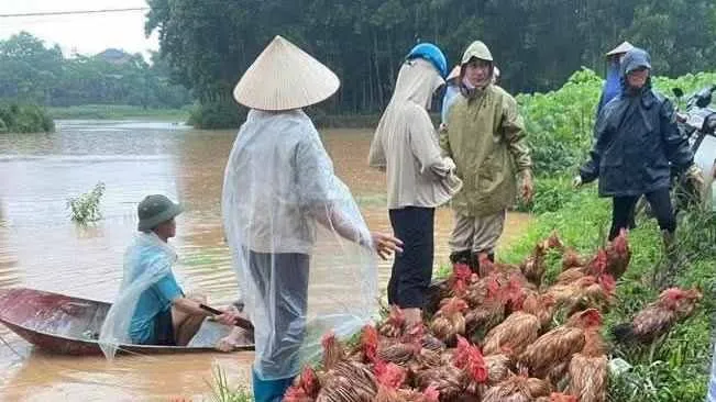 Hỗ trợ người chăn nuôi thiệt hại nặng sau lũ lụt