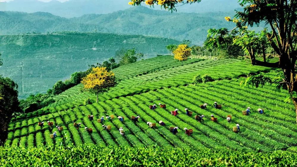 Mở hướng phát triển bền vững cho trà Việt