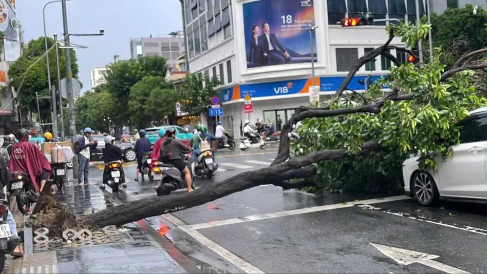 Cây xanh bật gốc do mưa dông, đè trúng 2 ô tô ở TPHCM