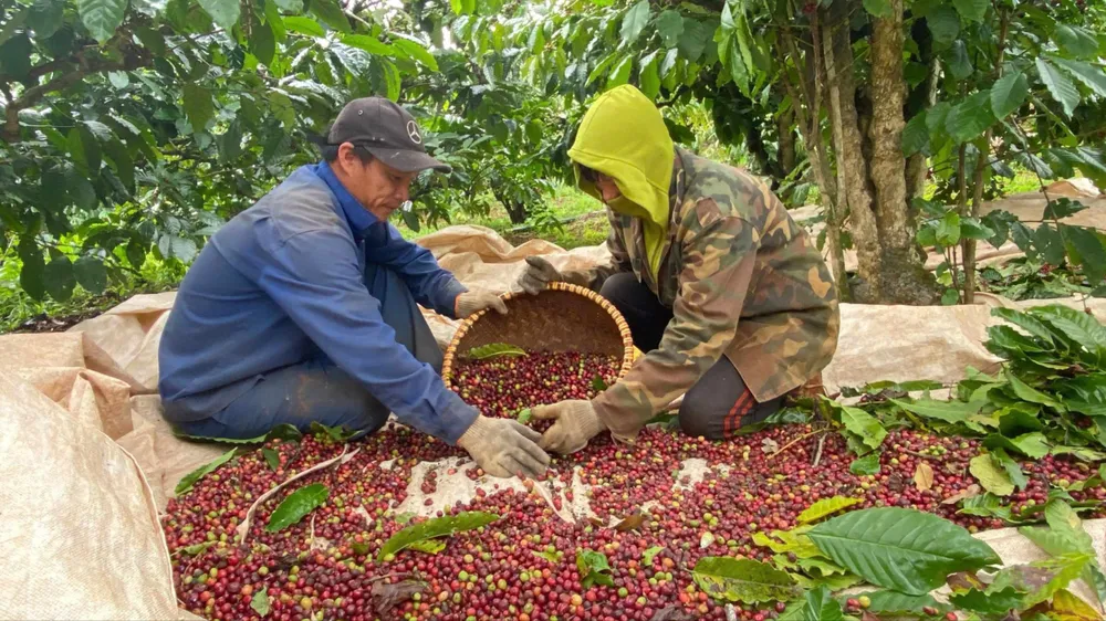 Giá cà phê Tây Nguyên tăng mạnh, áp sát mốc 100.000 đồng/kg