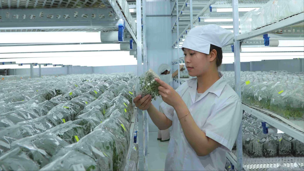 Khám phá thủ phủ nuôi cấy mô ngành nông nghiệp công nghệ cao