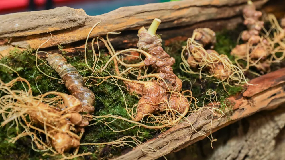 Hội thảo khoa học quốc tế “Sâm Ngọc Linh – Từ sản phẩm quốc gia tới thương hiệu toàn cầu” do Sở KH-CN TP Đà Nẵng