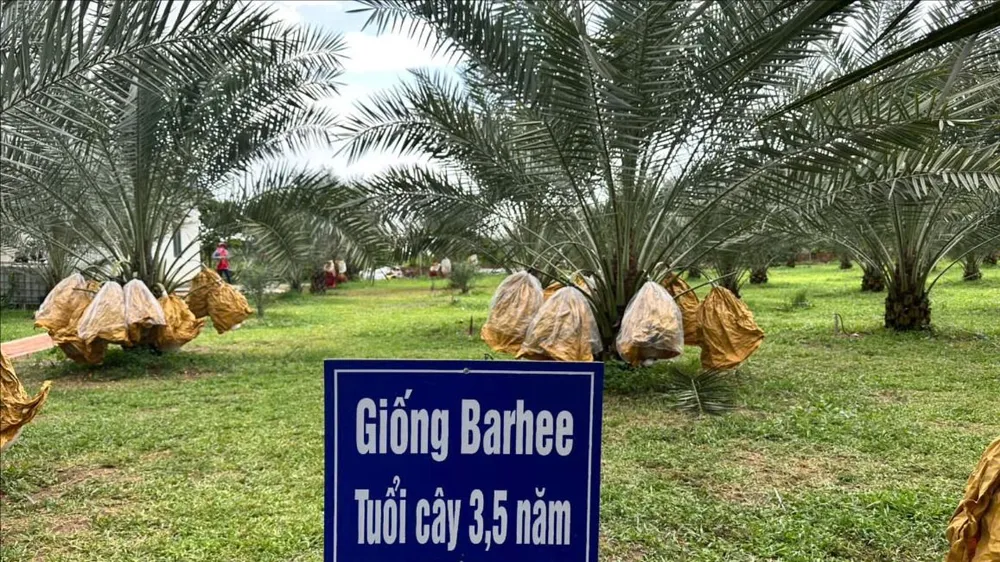 Nông dân thu nửa tỷ đồng từ vườn chà là đầu tiên tại Đồng Nai