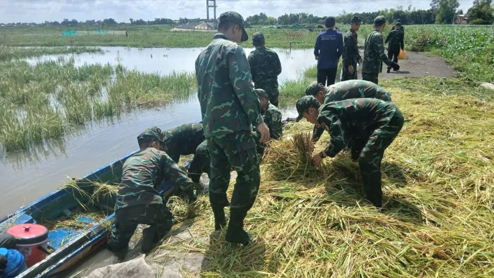 Do ruộng ngập sâu nên bộ đội phải chèo xuồng, dầm nước giúp dân gặt lúa