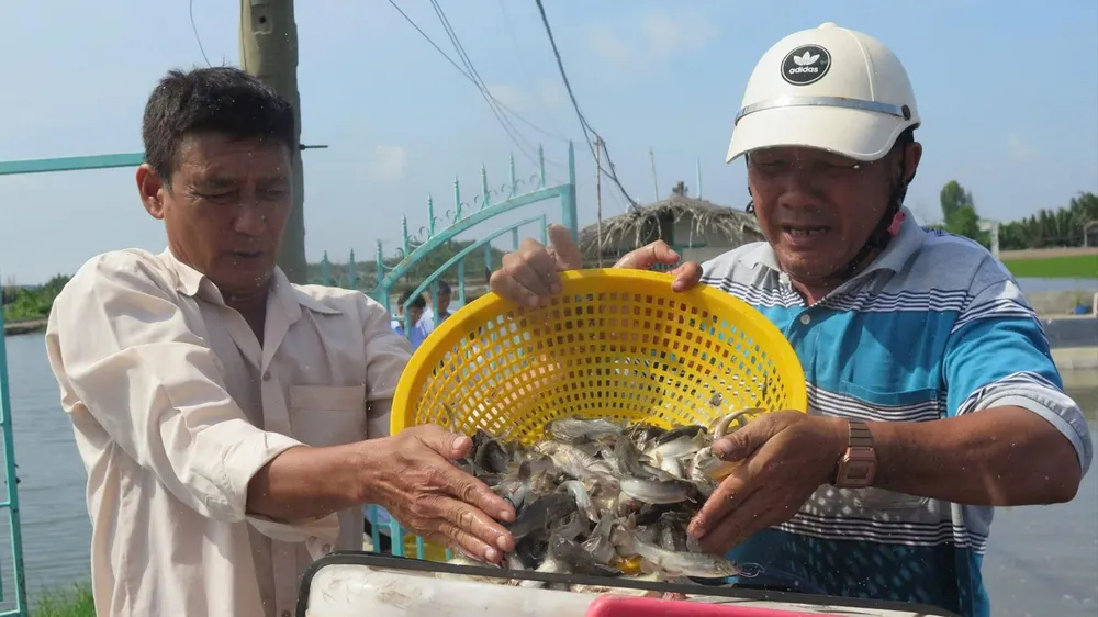 Nông dân xã An Thới Đông làm giàu từ lợi thế sông nước