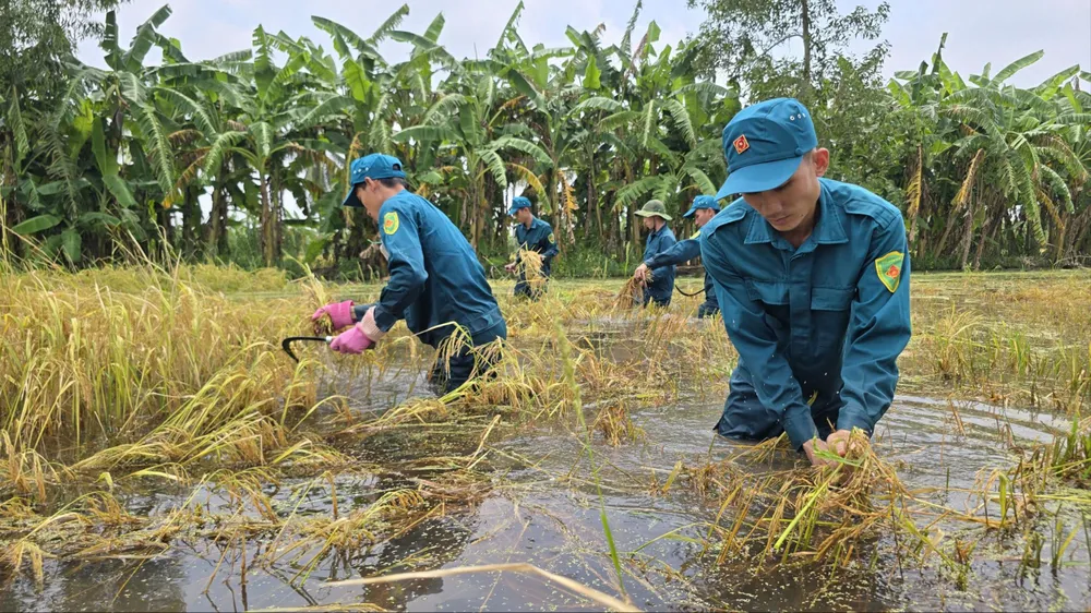 Cà Mau: Nước ngập sâu, dân quân tự vệ hỗ trợ nông dân thu hoạch lúa 