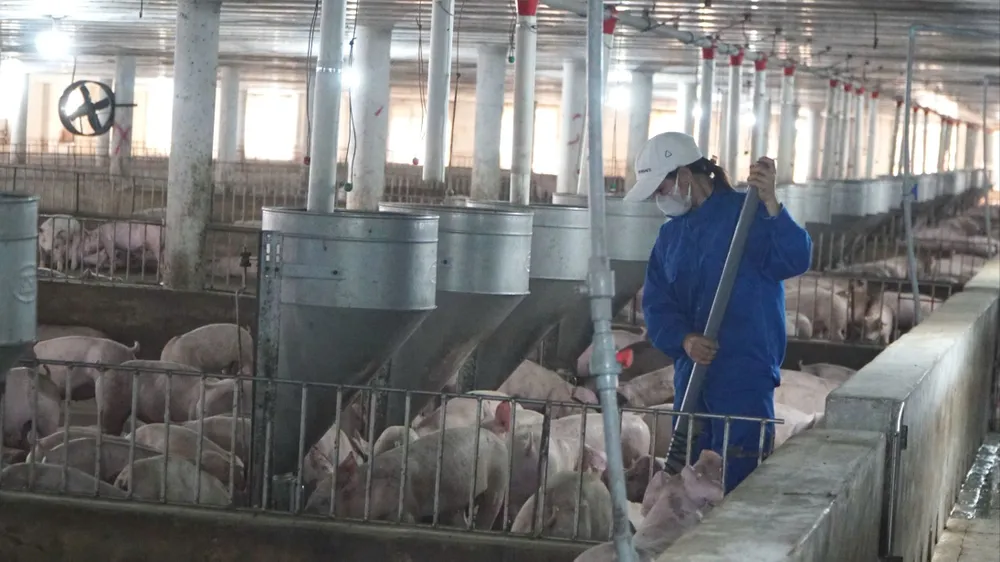TPHCM thúc đẩy chăn nuôi tuần hoàn, hướng tới nông nghiệp xanh
