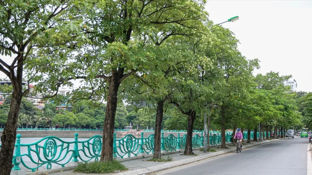 Cây hoa sữa trên một tuyến phố Hà Nội. Ảnh: ANH VŨ