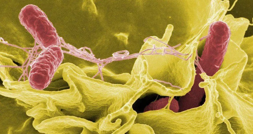 Tìm thấy vi khuẩn Salmonella trong mẫu bệnh phẩm của bé trai ngộ độc bánh mì