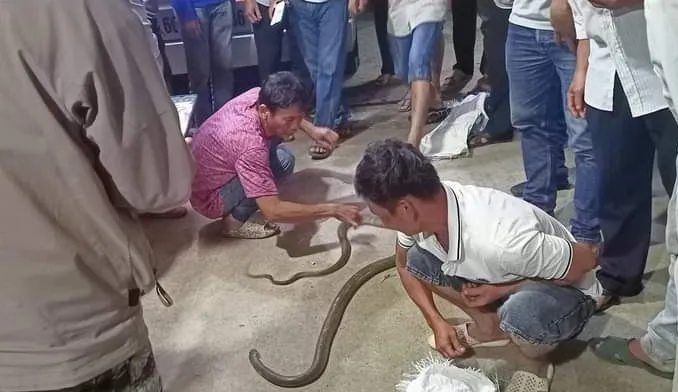 Bắt rắn hổ mang chúa, người đàn ông ở Đồng Nai bị cắn tử vong