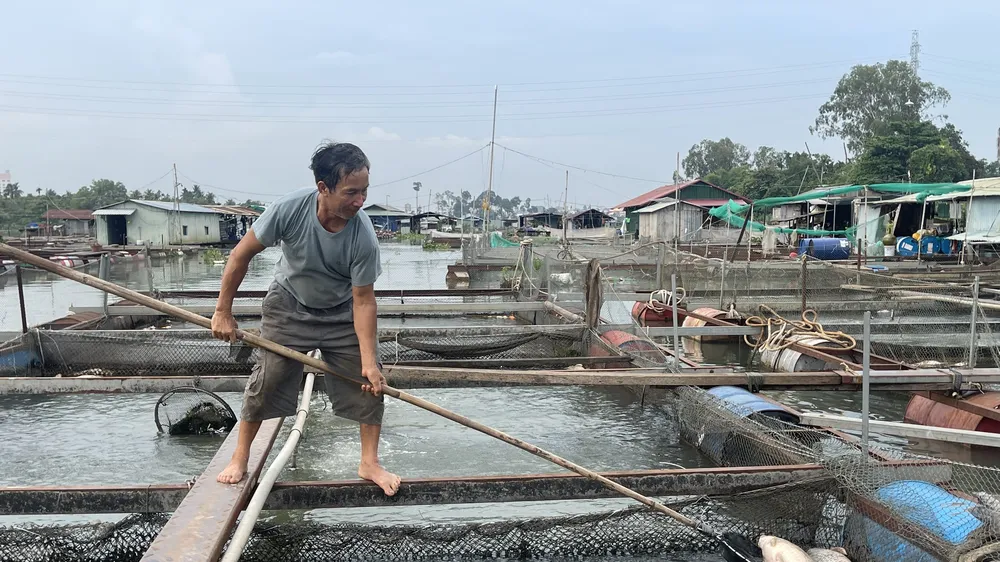 Vụ làng cá Tân Mai chết hàng loạt: Người dân mong được hỗ trợ làm sạch môi trường nước 