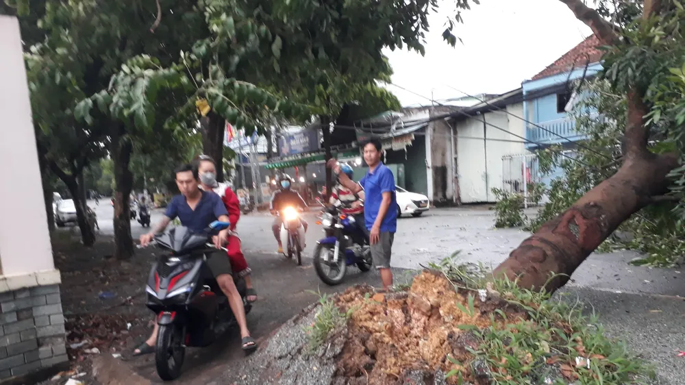Đồng Nai: Mưa lớn khiến cây xanh bật gốc chắn ngang đường 